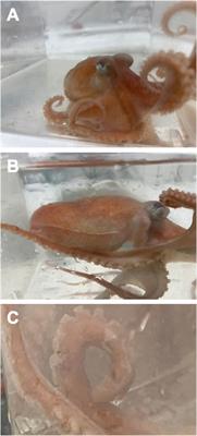 Bathyal octopus, Muusoctopus leioderma, living in a world of acid: First recordings of routine metabolic rate and critical oxygen partial pressures of a deep water species under elevated pCO2